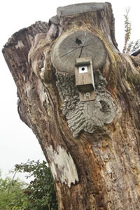 Blue Tit box