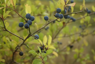 Wild berries