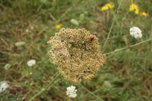 Ladybird