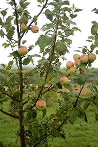 Traditional Somerset apples