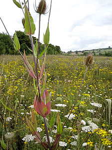 100 acres of meadows