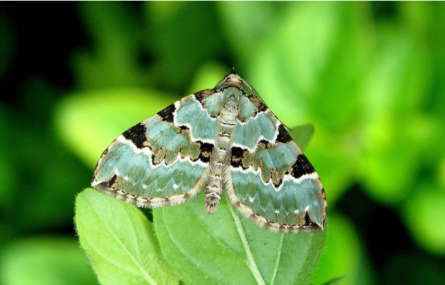 The rare Small Blue butterfly