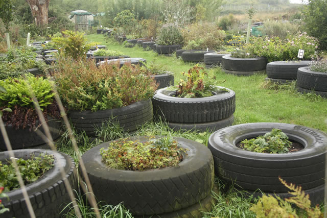 The tyre garden