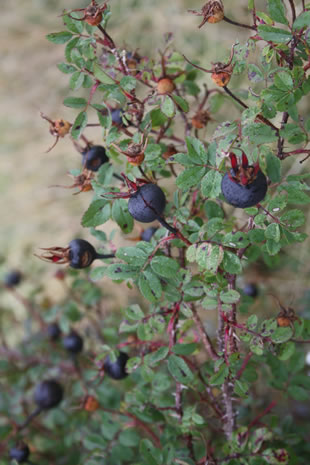 Different wild berries