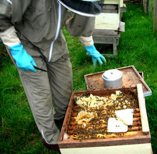 Collecting honey from the hive