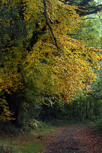 A pathway, sheltered by colour