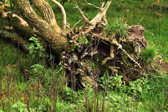 Uprooted tree