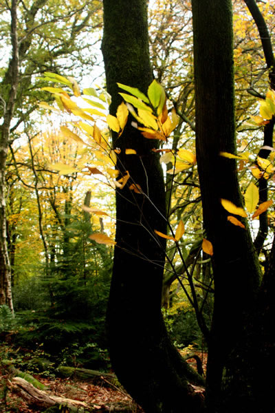 Late leaves