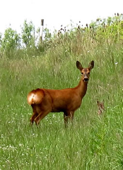 Roe Deer