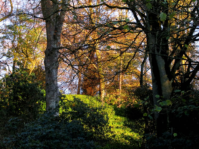 Leaf varieties