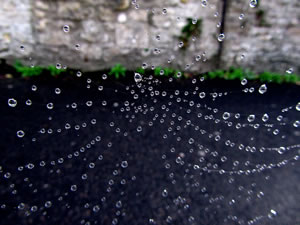 Water droplets on a spider's web