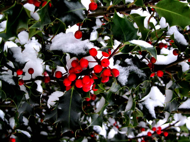 Holly 'n' snow