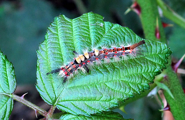 Vapourer moth caterpillar