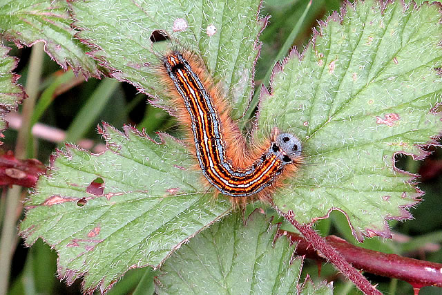 Lackey moth caterpillar