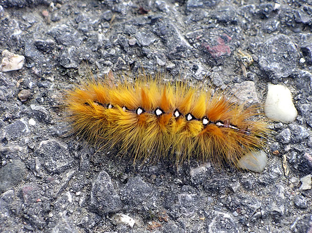 Sycamore moth caterpillar