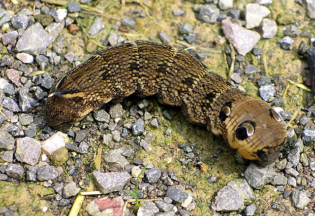 Elephant hawk moth caterpillar