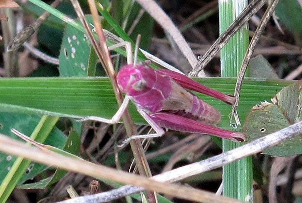 Pink grasshopper, primed for caption