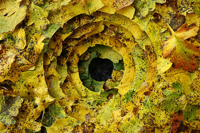 Looking into