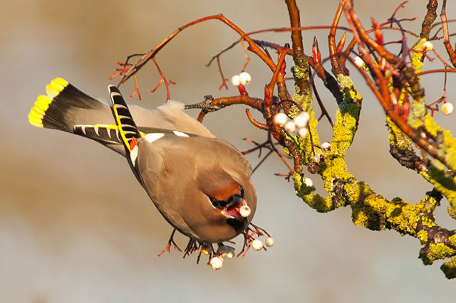 Waxwings in Yeovil - 1