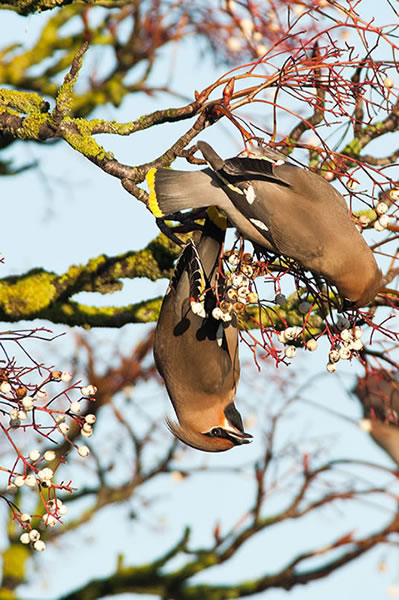 Waxwings in Yeovil - 2