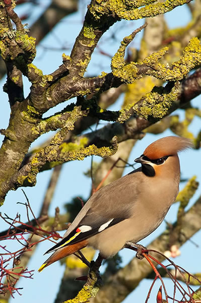 Waxwings in Yeovil - 3