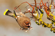 Waxwings in Yeovil - Stunning Shots by Stewart Canham