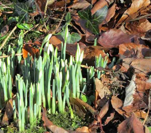 Snowdrops photographed this January at Stourhead