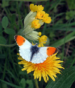 Orange Tip butterfly