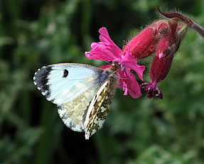 Female Orange Tip