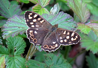 Speckled Wood Butterfly