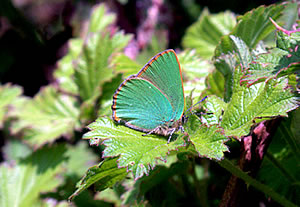 Green Hairstreak Butterfly