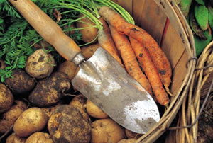 Spuds 'n' carrots, in a basket, with a trowel.