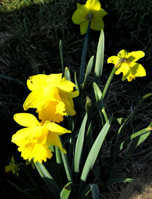 Daffodils