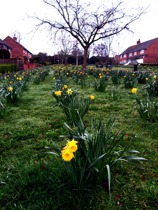 Daffodils near Balsam Fields