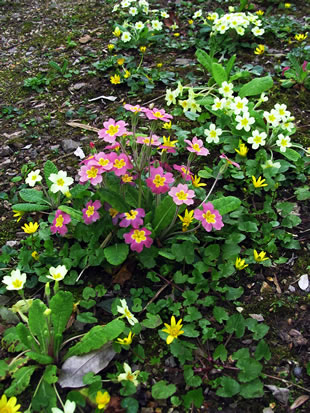 Flowers on grassy banks and verges