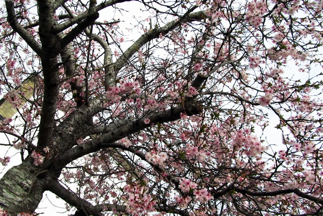 Spring blossom