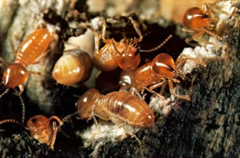 Termites