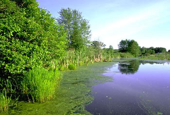 Wetlands