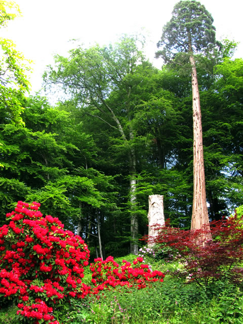 Trees at Stourhead