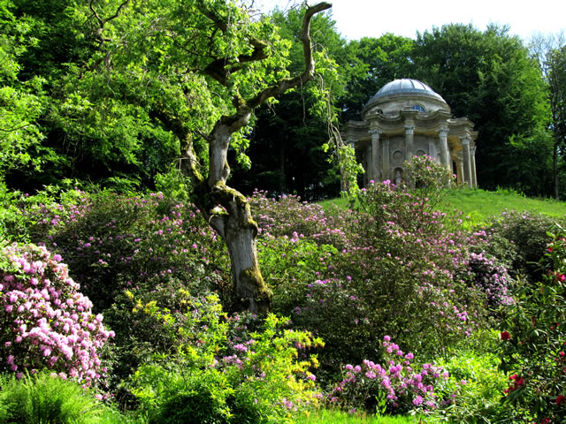 A view through rhododendrons