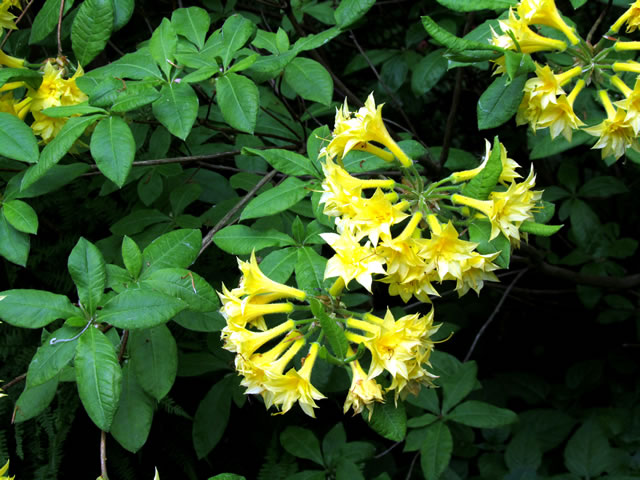 Tree in bloom