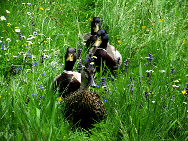 Ducks in the grass