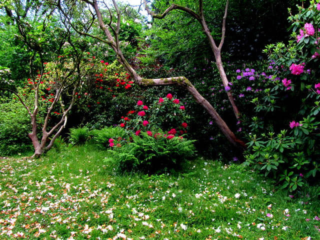 Rhododendrons in colour