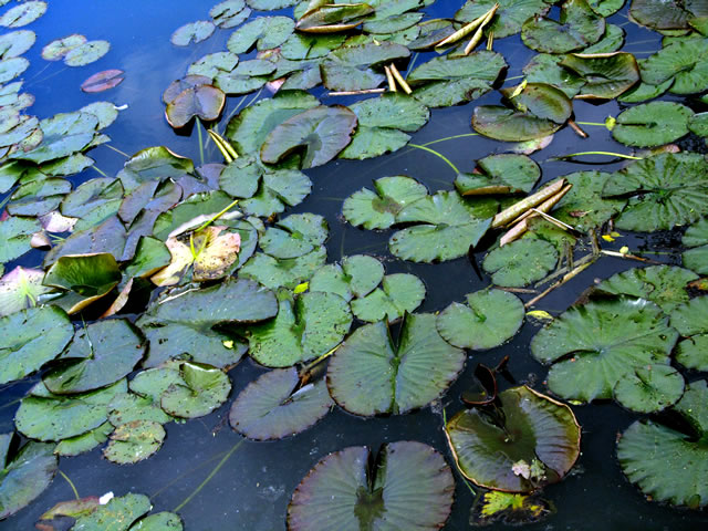 Floating lilies