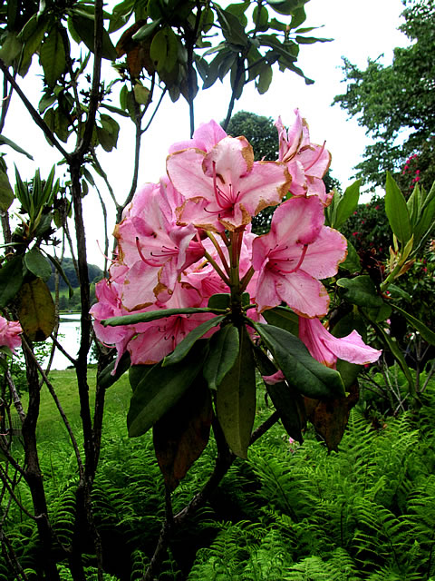Close up of Rhododendron