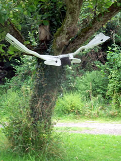 Anthony Wilson's flying Barn Owl