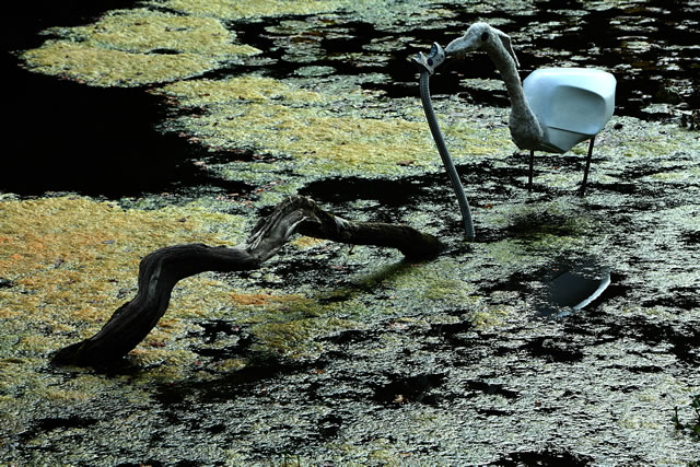 A snake eating a large bird