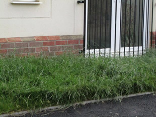 Already overgrown and neglected
