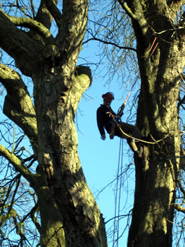 An arboriculturist in a tree.