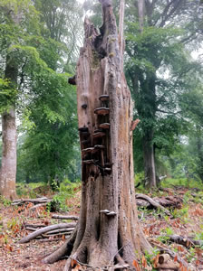 An interesting tree stump